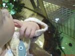 in the alligator showroom