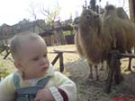 I will ride a camel