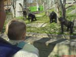 gorilla & me