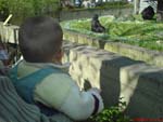 gorilla & me